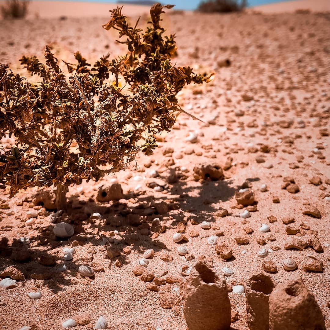 La vita nel deserto 🏜️ Quale preferisci da 1 a 7? ------ Life in the desert 🏜️ Which one do you prefer 1-7?
